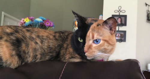 20个小猫身上笑死人的奇葩花纹：只有你想不到！