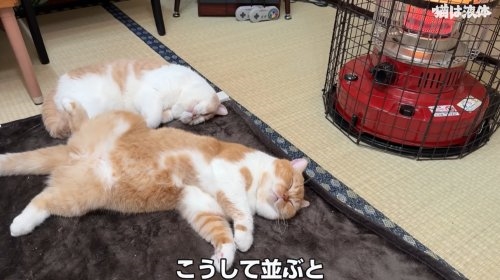 在暖炉前取暖的猫猫：据说“烤熟了”会自己离开