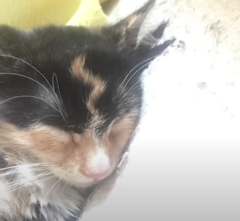 20个小猫身上笑死人的奇葩花纹：只有你想不到！