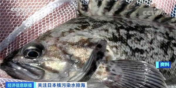 福岛核污染水排海隧道开始注入海水:周边鱼体放射性物质超标180倍