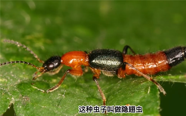 隐翅虫的毒液堪比硫酸！专家提醒：见到千万别拍