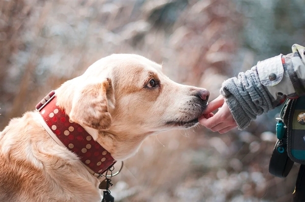 被宠物抓伤是否会得狂犬病?专家解答:先打了疫苗再说