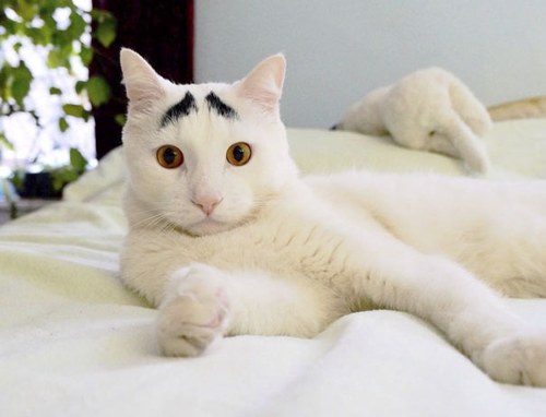 20个小猫身上笑死人的奇葩花纹：只有你想不到！