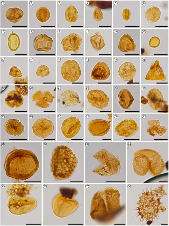 重大发现！中国科学家从3500万年前的粪便中发现地球长这样