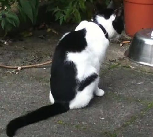 20个小猫身上笑死人的奇葩花纹：只有你想不到！