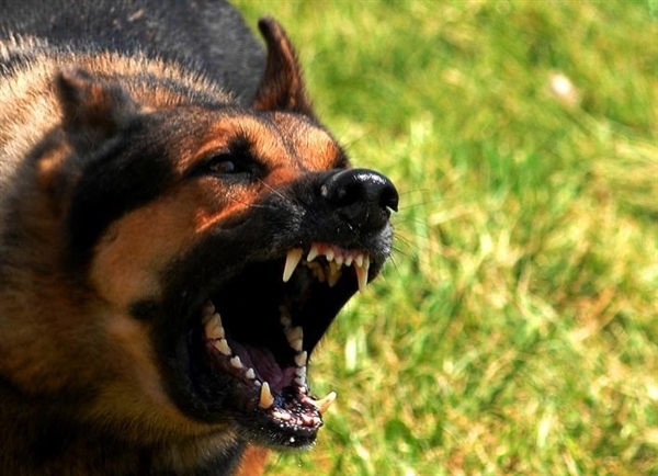 被宠物抓伤是否会得狂犬病?专家解答:先打了疫苗再说