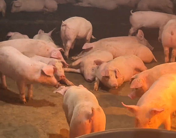 广西一养殖厂在猪舍放嗨曲：可让猪心情愉悦肉质更好