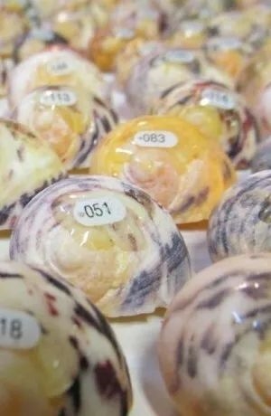 小了要换 破了要换 还抢别人的：为何寄居蟹一生都在换房？