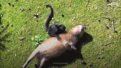 这种会吃自己粑粑的佛系动物：竟是动物界最强的交际花！
