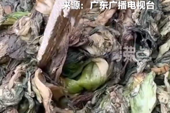 用腐烂芥菜制作!汕头知名橄榄菜企业玉蕾致歉:停工停产 全面消杀
