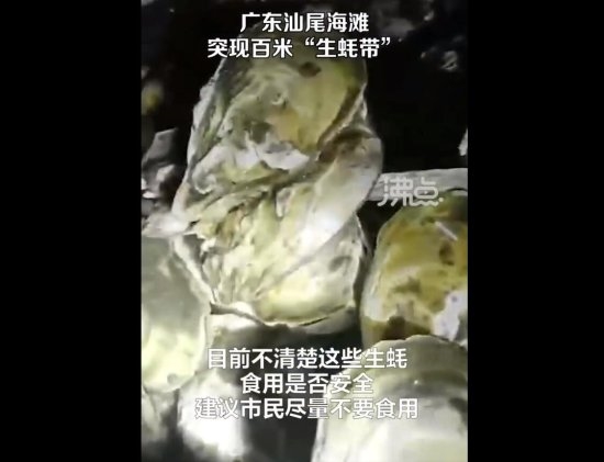 官方回应广东汕尾海滩突现百米生蚝带:建议尽量不要食用