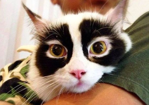20个小猫身上笑死人的奇葩花纹：只有你想不到！