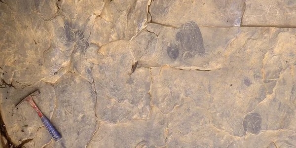 科学家发现5.05亿年前最古老水母化石 约有90根短触手