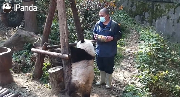 游客给大熊猫花花投喂甘蔗被保安捡出：园方科普危害