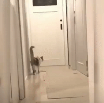 乌龟咬猫咪 被闪电躲开 网友神评：弹射的嘴不如瞬移的腿
