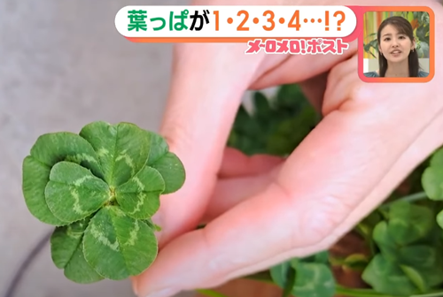 日本老哥种出63片叶子的三叶草 密密麻麻