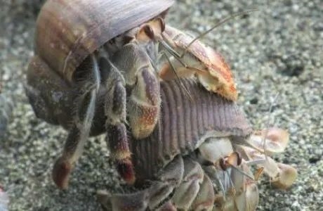 小了要换 破了要换 还抢别人的：为何寄居蟹一生都在换房？
