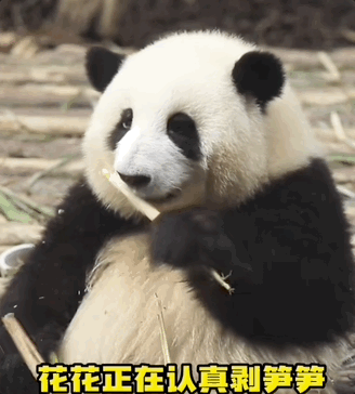上下五千年 熊猫第一次有了站姐