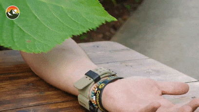 用这种叶子擦屁股 疼到开枪自杀！碰一下就痛不欲生