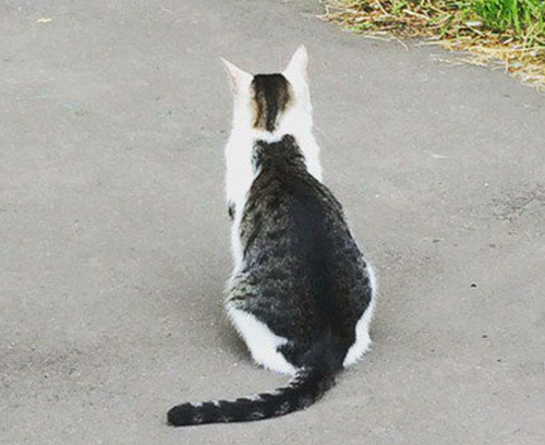 20个小猫身上笑死人的奇葩花纹：只有你想不到！