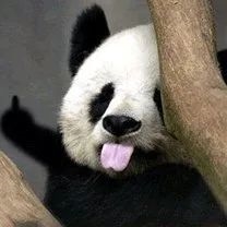 别拿熊猫不当熊!几分钟就能捣毁一条船 网友:不愧为蚩尤座驾