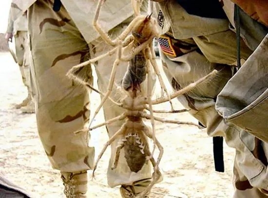 伊拉克“抱脸虫”追着美国大兵跑!比你想象的还可怕