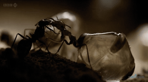米其林餐厅用蚂蚁做甜品！胖得像葡萄：一口爆浆全是花蜜