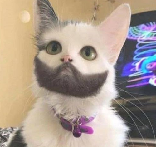 20个小猫身上笑死人的奇葩花纹：只有你想不到！