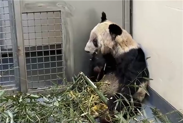 旅美大熊猫“乐乐”死因报告发布：心脏病变可能是主因
