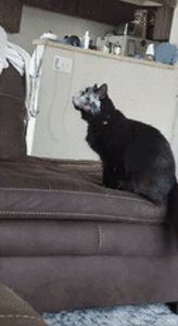 20个小猫身上笑死人的奇葩花纹：只有你想不到！