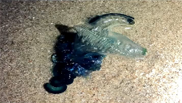 看到千万别碰！海南文昌一沙滩出现剧毒僧帽水母：致死率极高