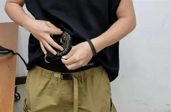 旅客身上绑藏活体松果蜥入境被查：系外来物种、我国无分布