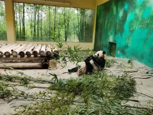 所有熊猫都是天生近视！有的生下来就800度？