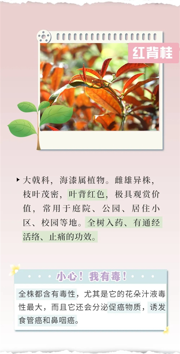 知名女演员最新大片引争议 网友惊呼:这花有毒!
