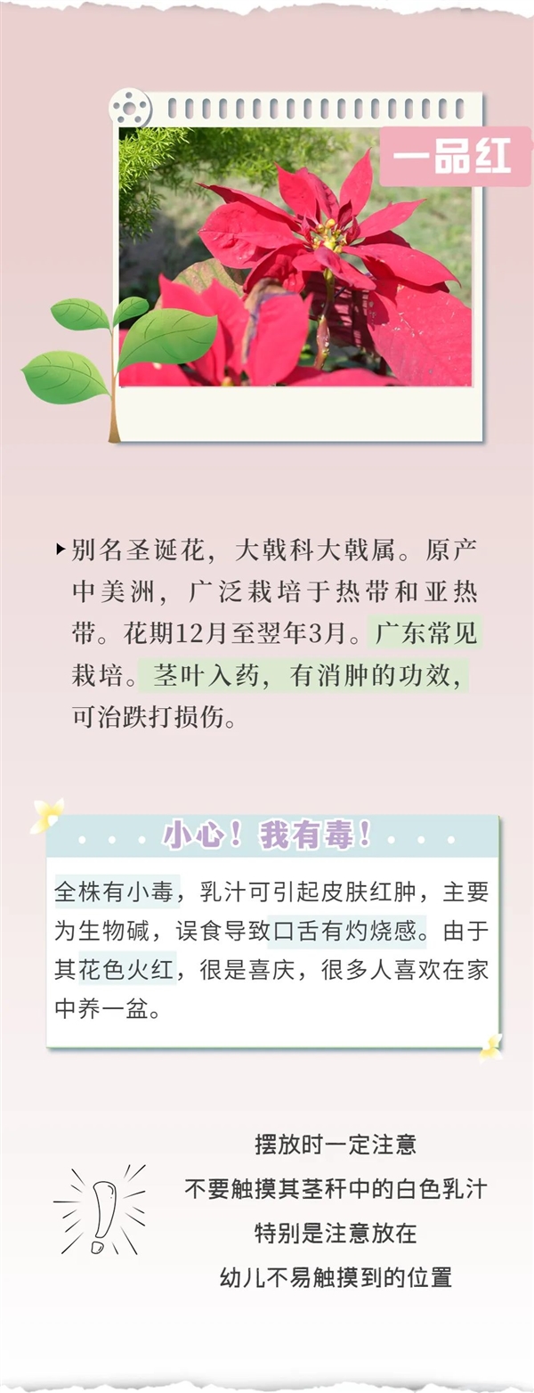 知名女演员最新大片引争议 网友惊呼:这花有毒!