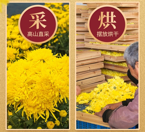 清热降火 一朵泡一杯!徽春堂金丝皇菊10.9元大促(2袋约50朵)