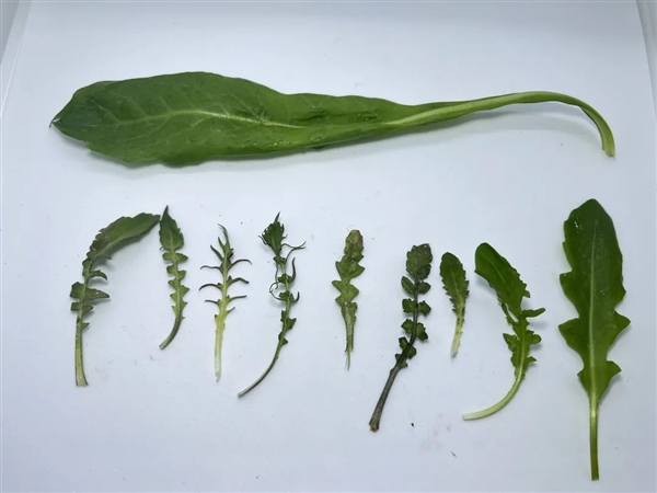 千万别自行挖野菜!很危险 小心中毒住进ICU