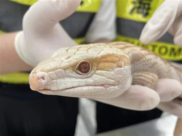 身上开了个动物园？女子入境被查：身上藏15条蛇、4条蜈蚣、1条蜥蜴