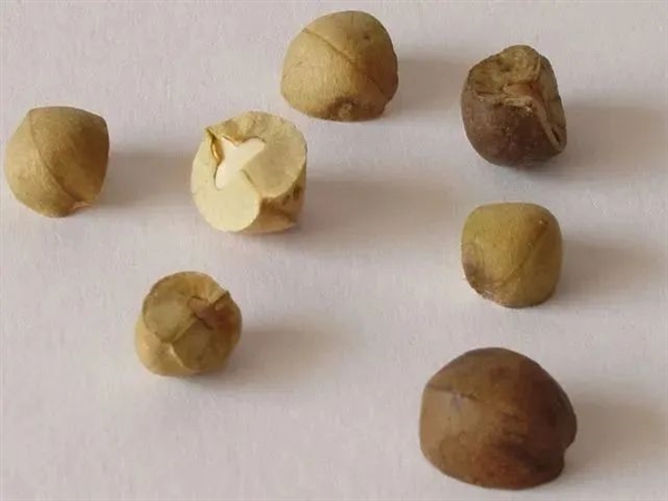好玩的墨西哥跳豆 多国严禁入境!为啥呢?