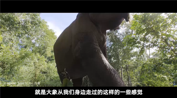 深入西双版纳热带雨林拍亚洲象 华为Mate50系列超光变XMAGE影像有多牛？