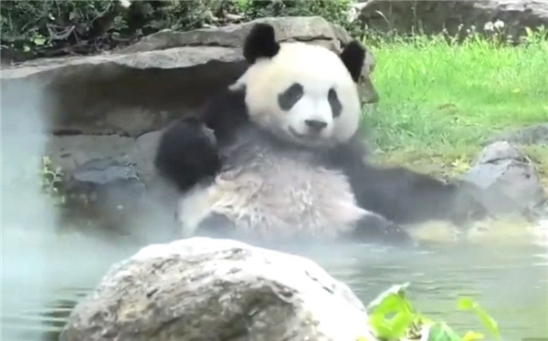 上下五千年 熊猫第一次有了站姐