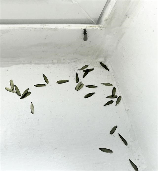 浙江发现罕见3后1王白蚁巢 数量多达百万：蚁后有多能生？