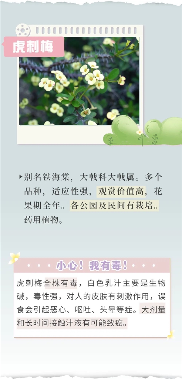 知名女演员最新大片引争议 网友惊呼:这花有毒!
