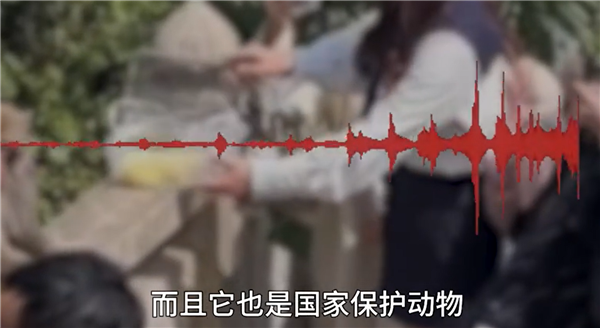女子给猴子喂食被掌掴 景区回应：含保险、打疫苗可理赔