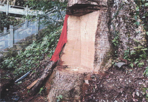 2600岁“古楠木王”被盗割：11人判刑、修复花费29万元