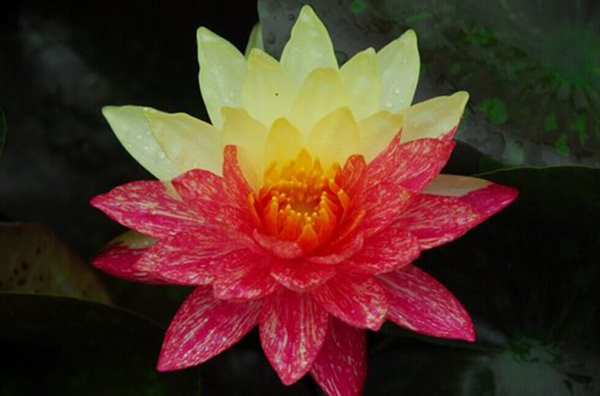 好运“莲莲”！成都一公园开出红黄对称双色睡莲：世界睡莲冠军