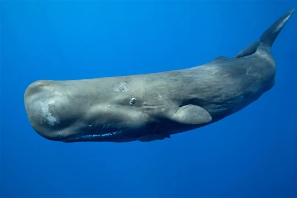 抹香鲸睡觉充满了仪式感：像沉木一样 垂直立在水下