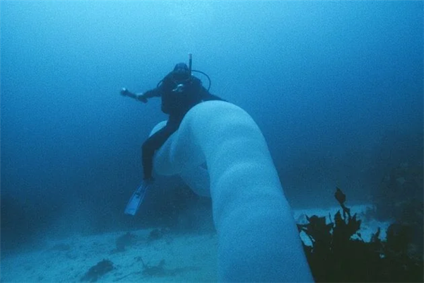 深海拍到神秘生物：远看像8米长口袋蛇 近看密密麻麻一堆虫