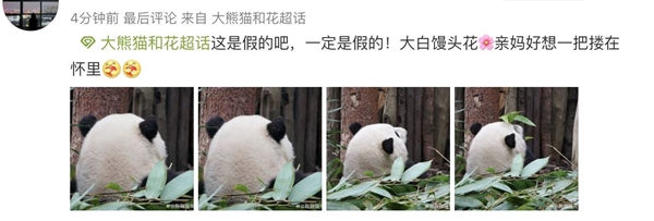 上下五千年 熊猫第一次有了站姐