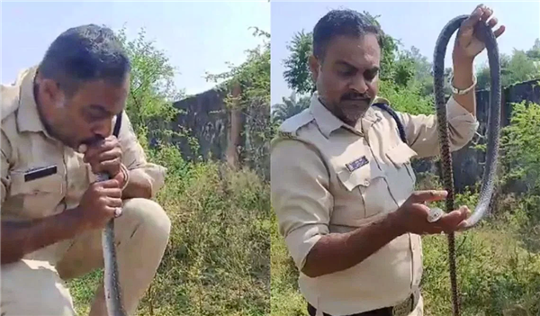 自称15年拯救500条 印度一警员为蛇做人工呼吸：兽医一语道破玄机